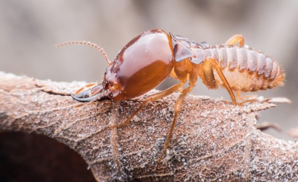 Termite Control