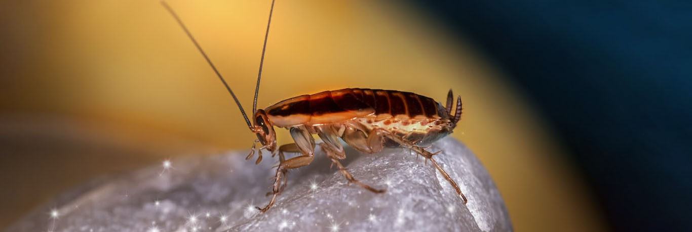 cockroach control
